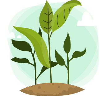 plante